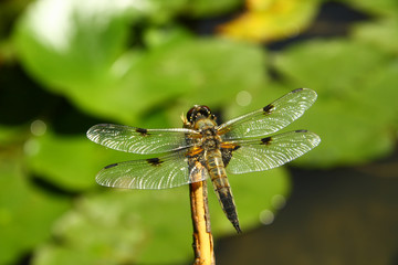 Detail of dragon-fly