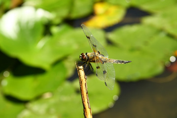 Dragon fly is sitting
