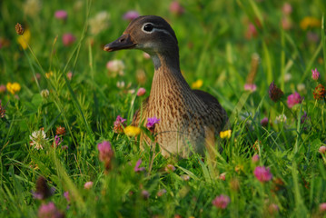 Ente