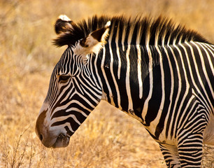 Fototapeta na wymiar Zebra animal closeup of the head