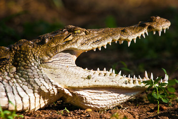 Crocodile closeup of the head