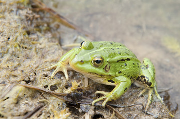 Cautious frog on water edge