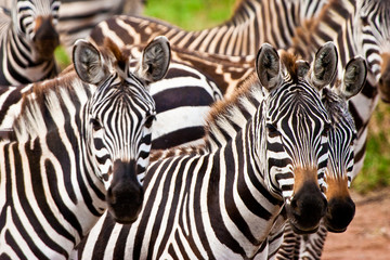 Fototapeta na wymiar Zebra zwierząt