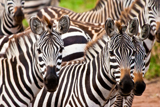 Fototapeta Zebra animal