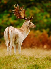 White Fallow Deer buck