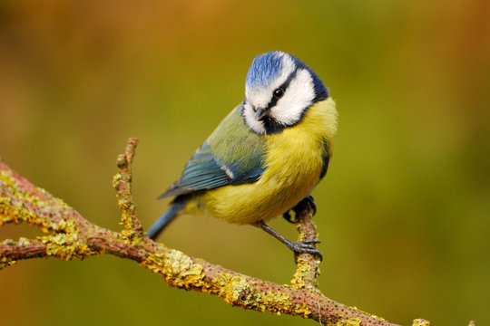 Blue tit in on garden perch