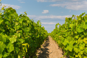 Fototapeta na wymiar vineyards in bordeaux, very shallow focus