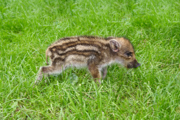 young wild boar pig