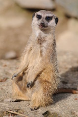 Erdmännchen1