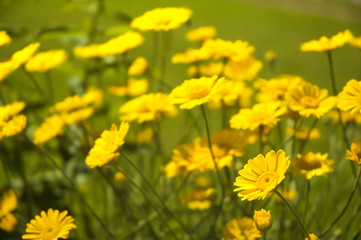 Fototapeta premium yellow flowers