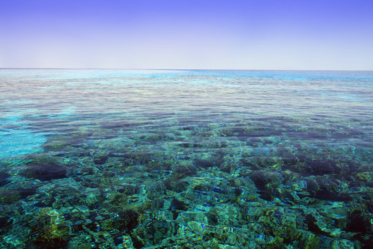 Coral reef. Red Sea. Egypt.
