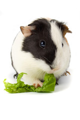 Guinea pig isolated on white
