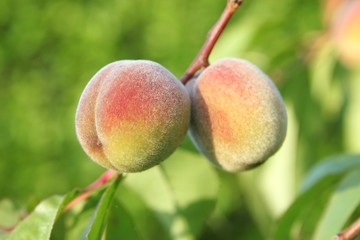 Deux pêches de vigne