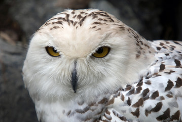 Obraz premium Snowy Owl