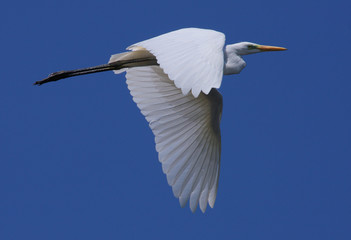 Big white egret in flight, isolated on a blue sky