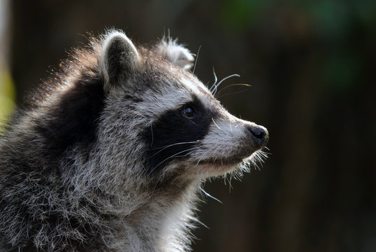 Raccoon