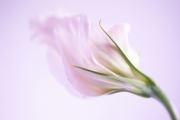 トルコキキョウ