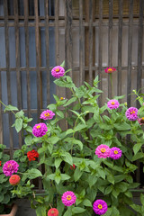 ヒャクニチソウ