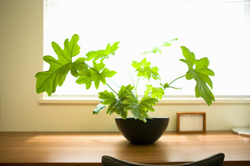 観葉植物