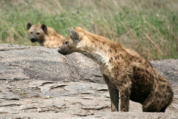 Hyena - Serengeti, Africa