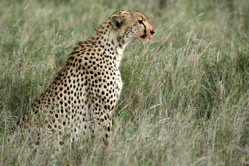 Cheetah - Serengeti, Africa