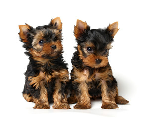 Fototapeta na wymiar Two lovely puppies of the Yorkshire Terrier