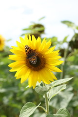 Sonnenblume mit Schmetterling