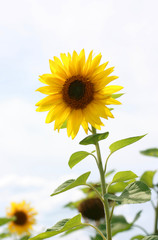 Obraz premium Sonnenblumenfeld