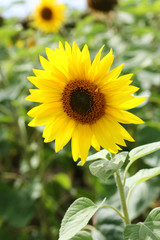 Sonnenblumenfeld