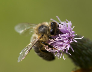 bee