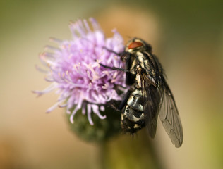 bee