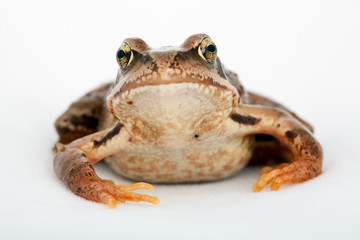 Grasfrosch Frosch Kröte