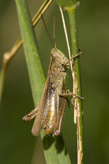 grasshopper