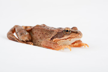 Grasfrosch Frosch Kröte