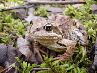 frog_1