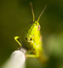 grasshopper