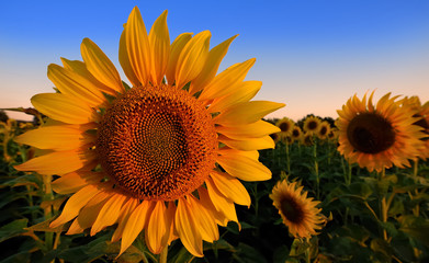 Obraz premium tournesol du lauragais