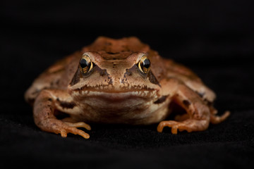 Grasfrosch Frosch Kröte