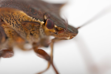 Wanze Rotbeinige Baumwanze Pentatoma rufipes