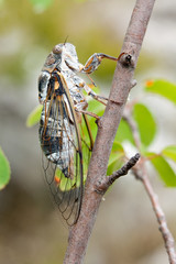 cicada singing
