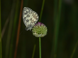 Demi deuil sur ail sphérique