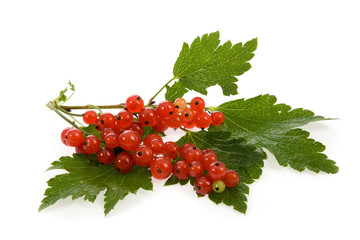 Red  currant fruit and green leaves