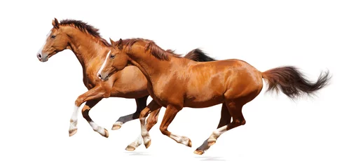Crédence de cuisine en verre imprimé Léquitation Two sorrel horses gallops