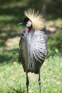 Balearica regulorum - gru coronata