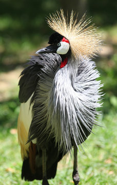 Gru coronata