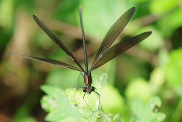 ハグロトンボ　－Calopteryx atrata－