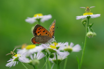 昆虫のパラダイス