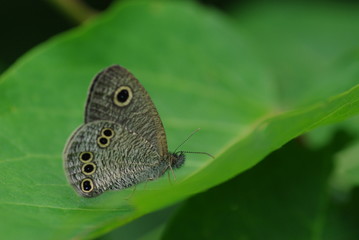 Fototapeta na wymiar Szary Pełny Butterfly