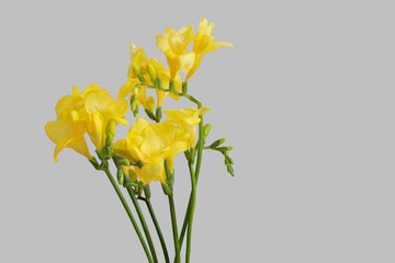 yellow freesias