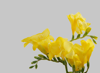 yellow freesias